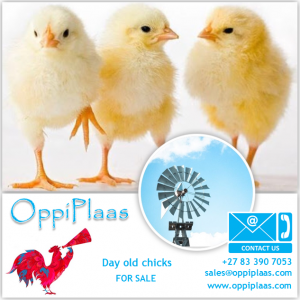 Chick sales advert